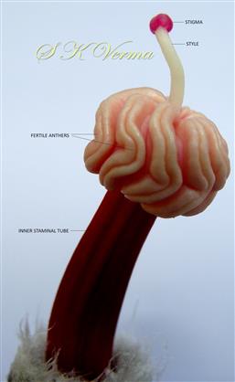  Part of upper staminal tube